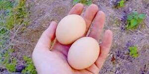 Toprağa Yumurta Koyun 6 Hafta Sonra Bakın Ne Oluyor